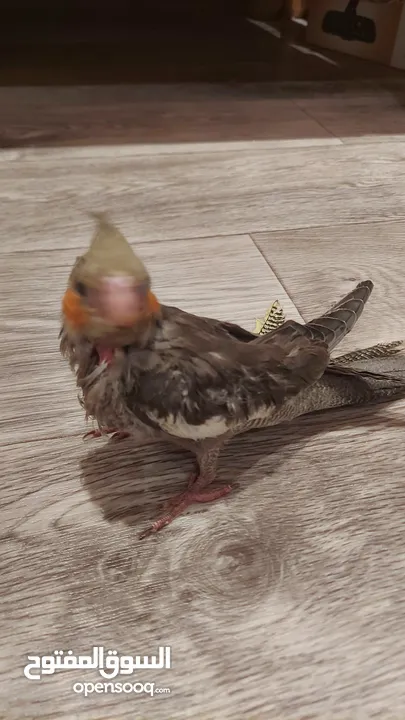 Baby Cockatiel