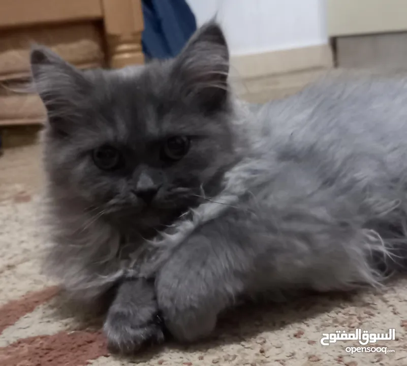 سكوتش فولد ذكر و انثى بصحة ممتازة