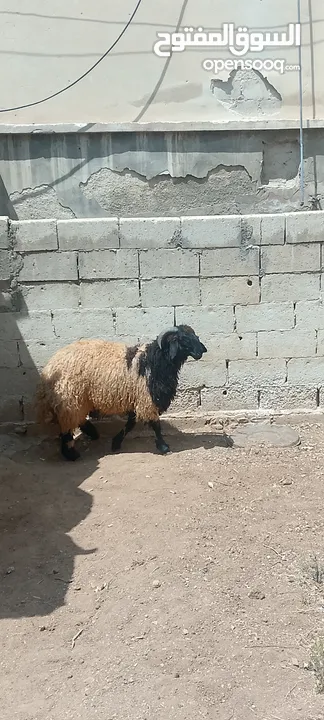 خروف. بصلاه على نبي