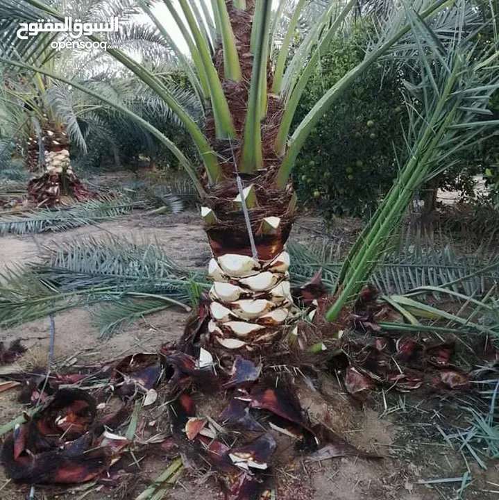 صيانه نخيل الرجل المناسب فى المكان المناسب