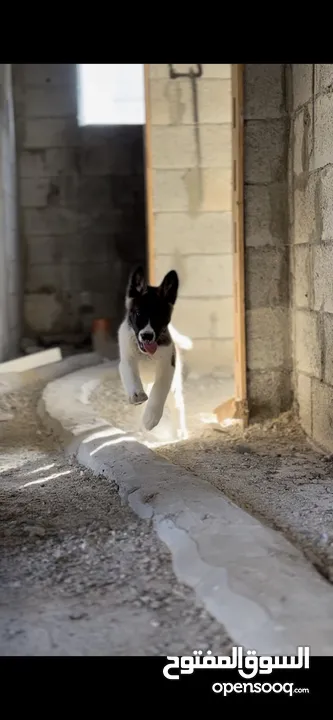 كلبة اكيتا امريكي عمر 80 يوم