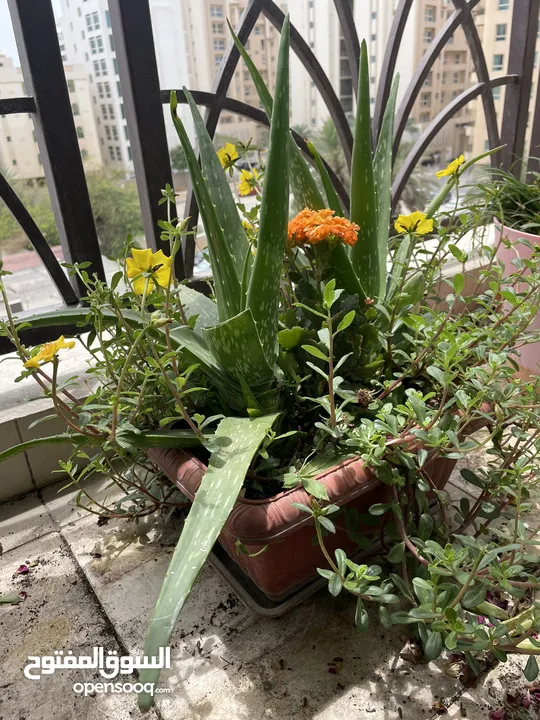Out door plants