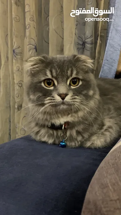 Scottish Fold + Himalayan