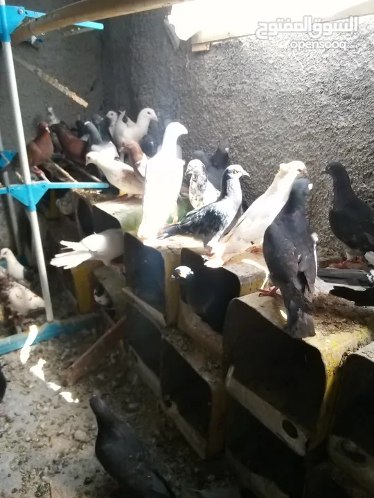 حمام بلدي شغال مية بالمية