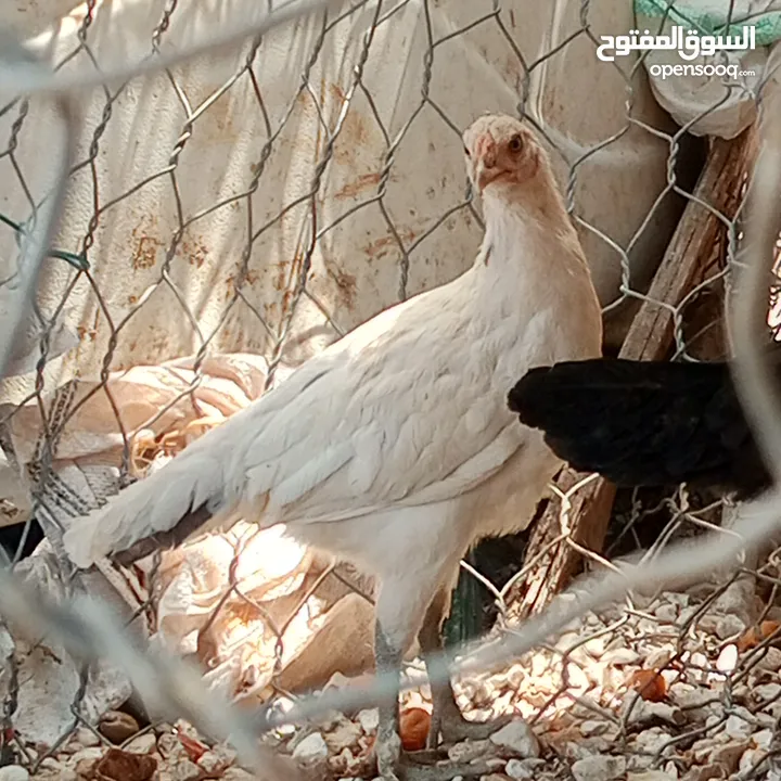 فراخ للبيع السلط