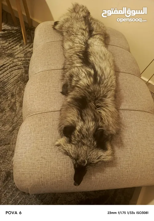 فروه silver fox