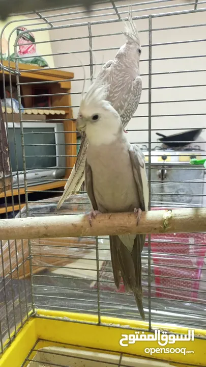 جوز كوكتيل وايت فيس  حبات حجب سوبر جامبو مع قفص كاسكو كبير  حجم جامبو  بصلاه على النبي قابل للتفاوض