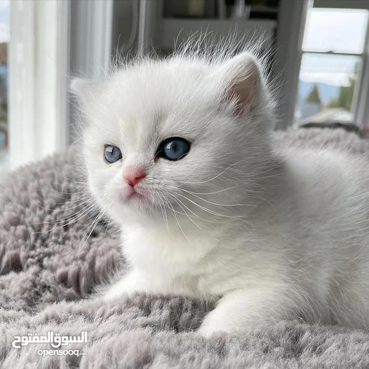 Scottish fold kittens for adoption