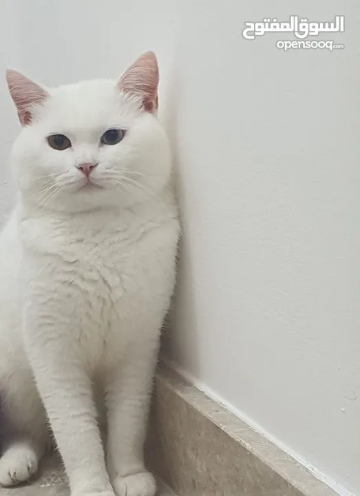 Male White Cat for Mating قط ذكر للتزاوج