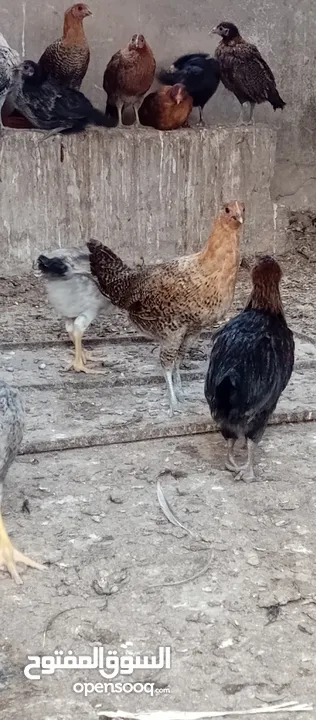 صوص بلدي للبيع