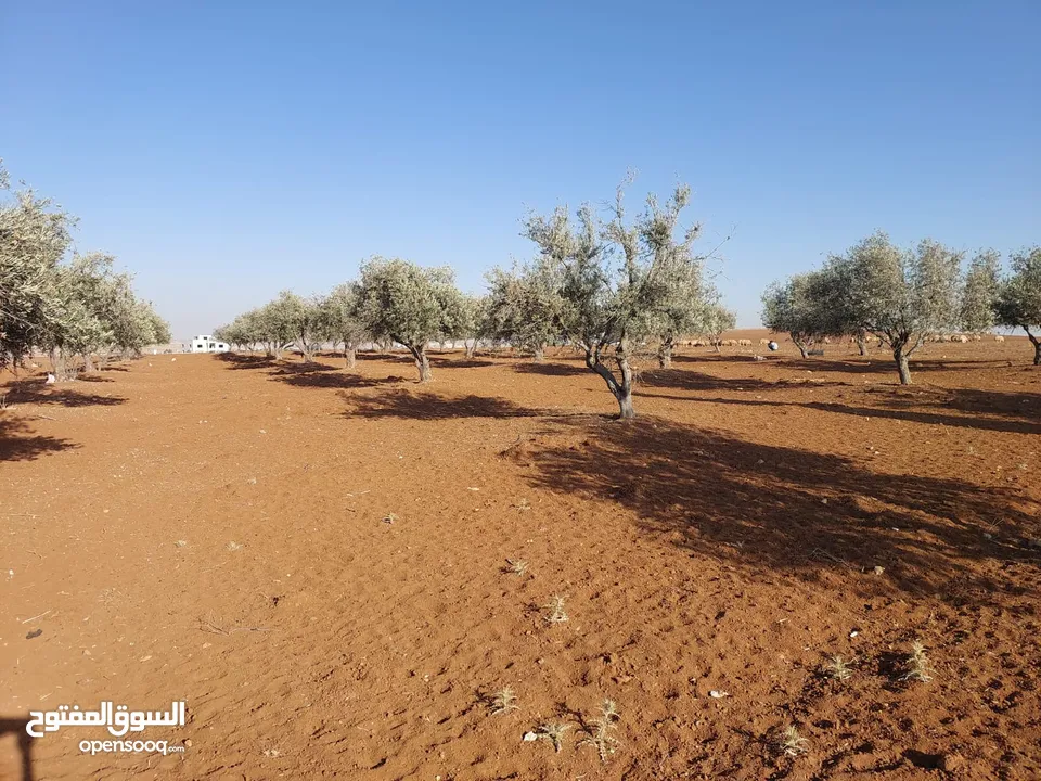 مادبا ماعين ارض زراعية مميزة عليها مزرعة زيتون جاهزة واصل جميع الخدمات مساحتها 4500 م
