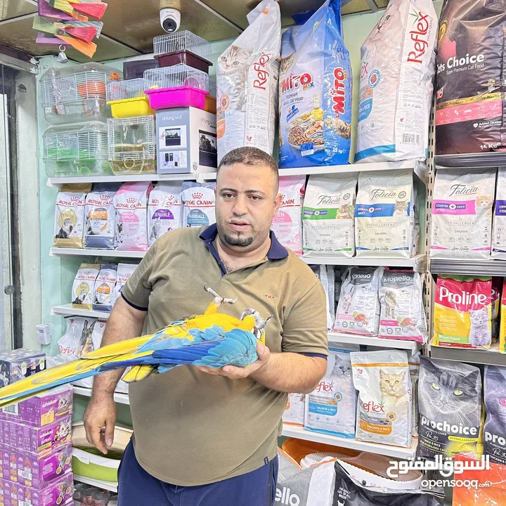 كاسكو مكاو كوكاتو امزون