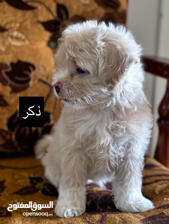 جراء فرينش تيرير للبيع