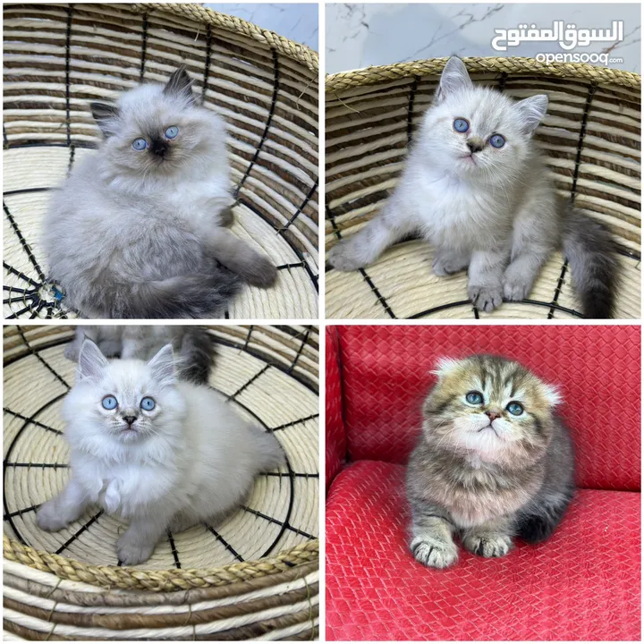 هملايا  اكثر من لون ( شاهد الوصف )  (الي مهتم يرن )