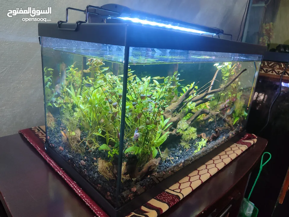 حوض نباتات اجنبي كريستال اكوائيل تحفه فنيه