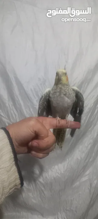 كوكتيل اليف للبيع عمر5شهور