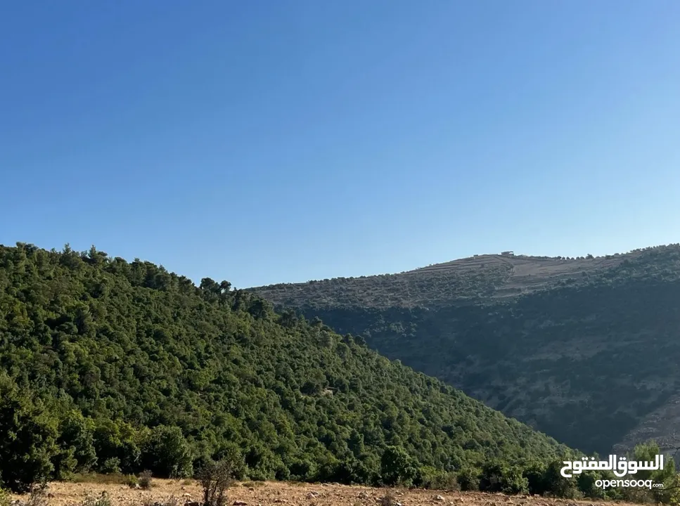 ارض مفروزه محاطة ب شاليهات و غابات