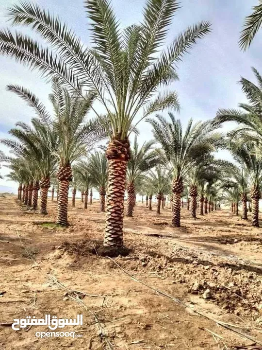 نخل مثمر جميع الارتفاعات