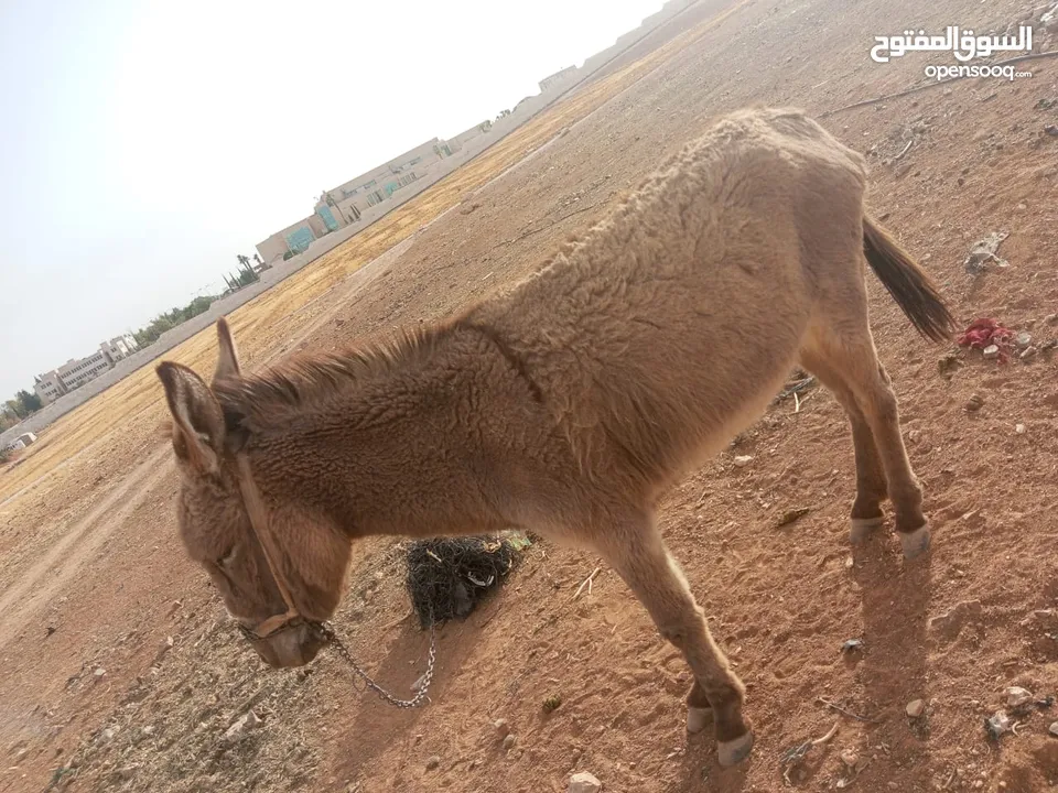 حمار البيع السعر 90دينار