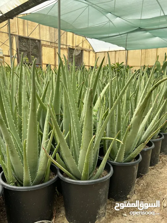 Aloe Vera (Large) for Salons *** Clearance Price *** صبار آلوفيرا  للصالونات *** بسعر مغري***