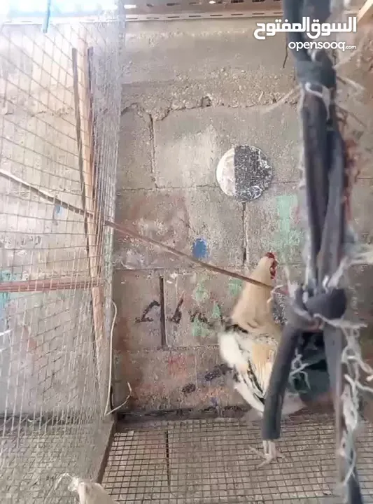 ديك بلدلدي للبيع