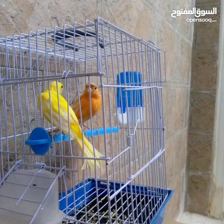 طرتين كنار اول شغلهم اربد