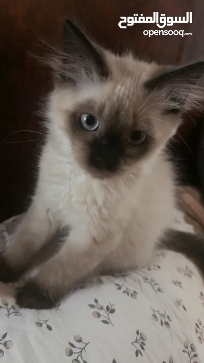 Ragdoll cat  قطط راغدول