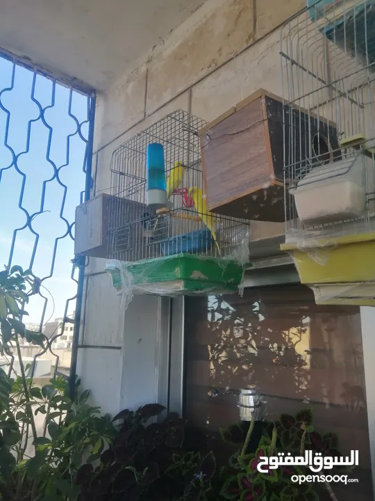 طيور حب نخب