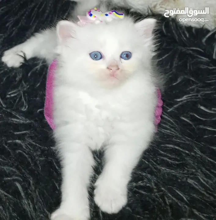قطط شيرازي مكس  ام انجورا تركي واب شيرازي عمر شهر ونص للبيع