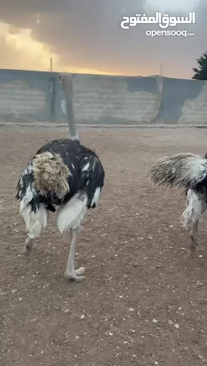 ذكر نعام عدد 2 شغالات صلاة النبي للبيع بسعر مغري الله يبارك لصاحب النصيب