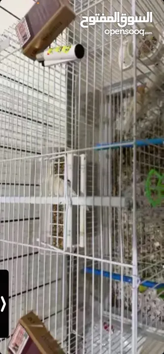 يوجد طيور كناري مميزة وجميلة في الخليل