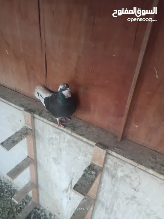 حمام للبيع او بدل على عصفير
