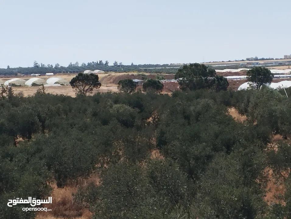 مزرعة للبيع ام العمد