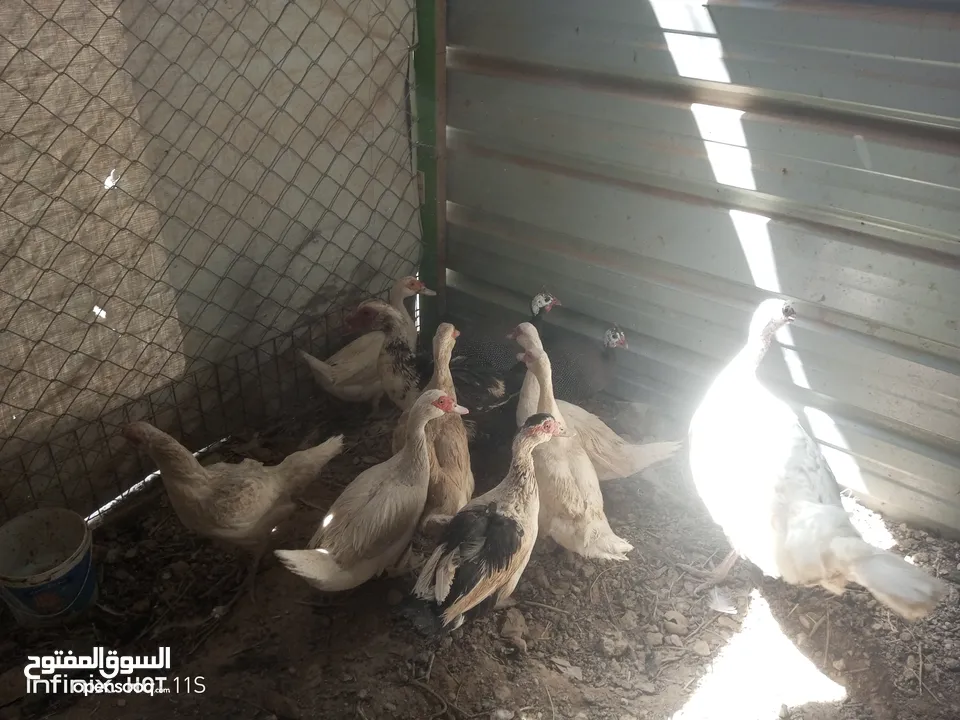 جاج وبط وحبش وفرعوني