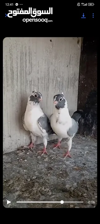 فرخيين اسطنابله للبيع