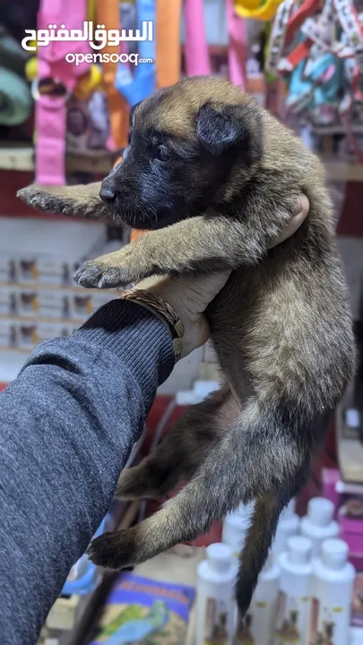 Chiots Malinois charbonnier