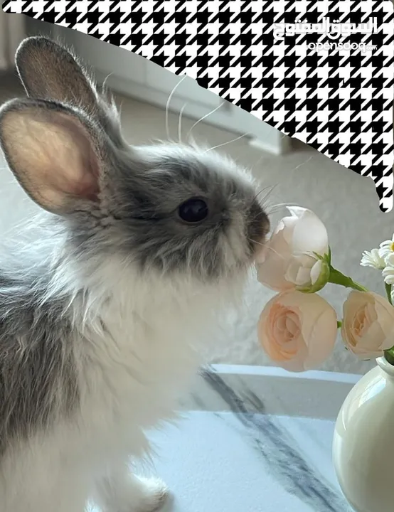 للبيع ارنب من فصيلة Rhinelander