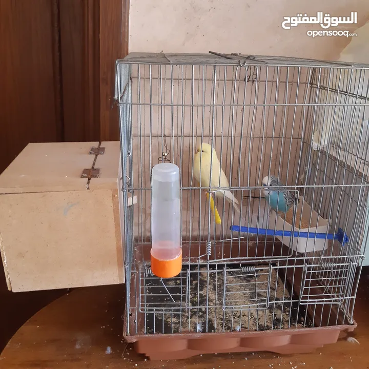 طيور حب للبيع سعر الجوز 15دينار مع قفص والمعالفه وبياضاه . طيور حب انجليزي