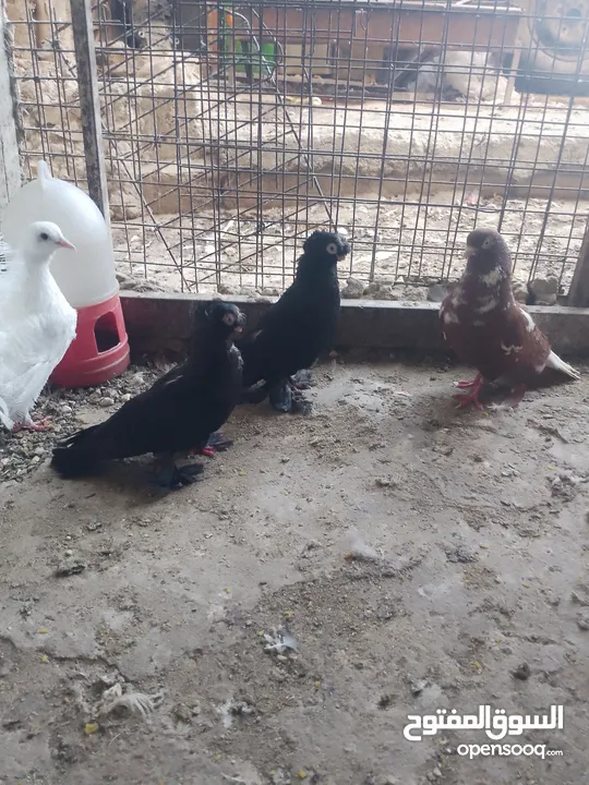 متاح جوز ماشاءالله موجودات طبربور