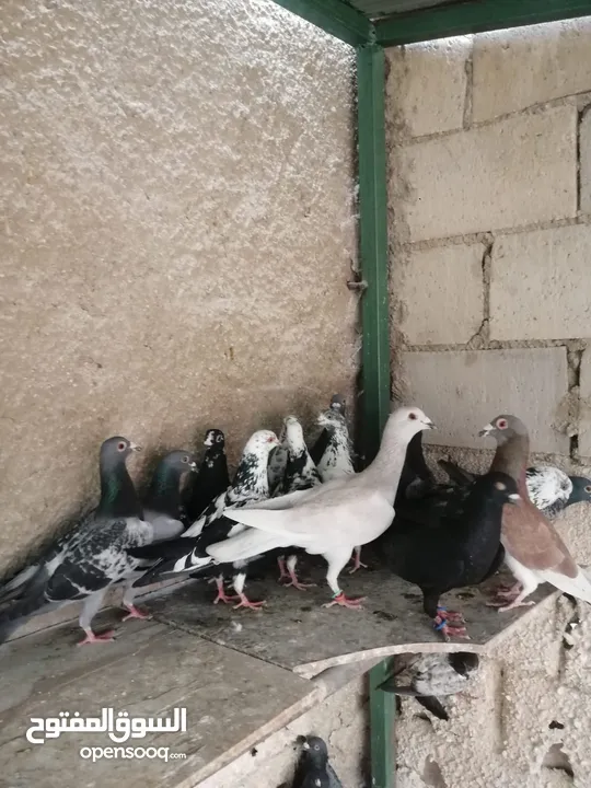 طيور فلت بسعر نار اقرأ الوصف