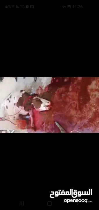 لحامين لذبح الاضاحي عجول و خرفان