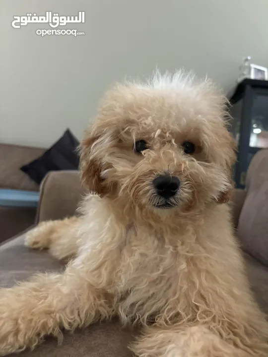 Poodle Puppy for sale