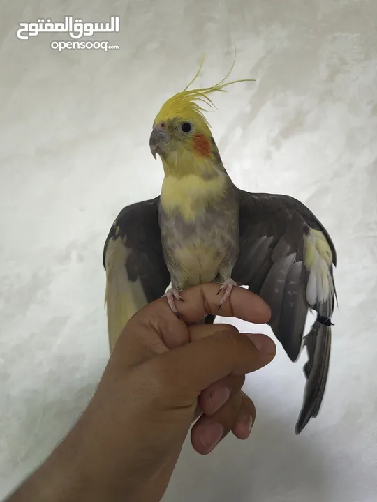 ذكر كوكتيل متكلم شوف الوصف .........................................................................