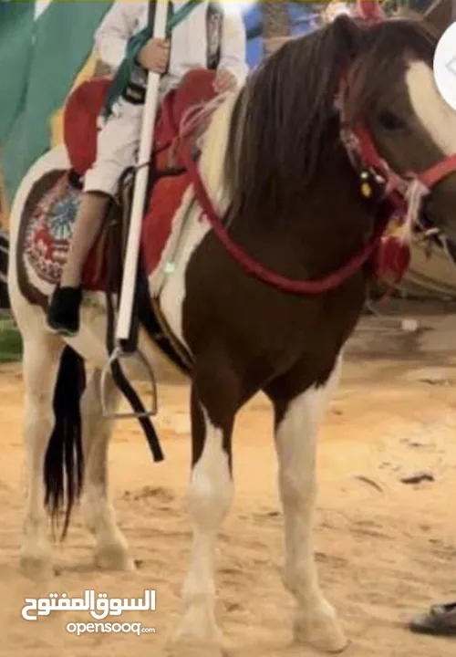خيل بوني للاجار للمناسبات والحفلات وأعياد الميلاد 350