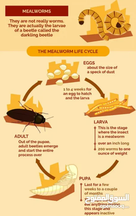 دود قبابي _ميل ورم _ Mealworm