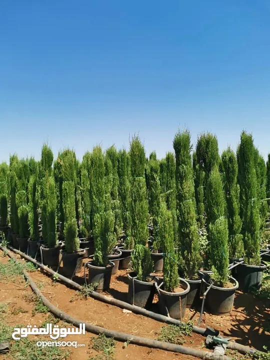 مشاتل الاندلس لإنتاج وبيع جميع انواع الاشجار البلديه والمستورده