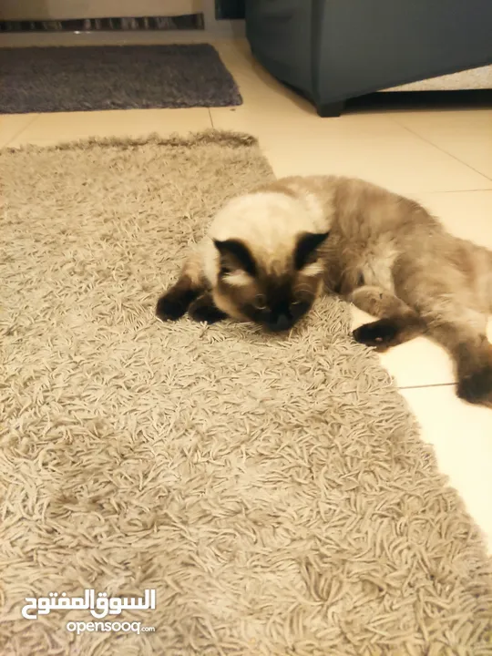 Male  Himalayan Cat 1year old