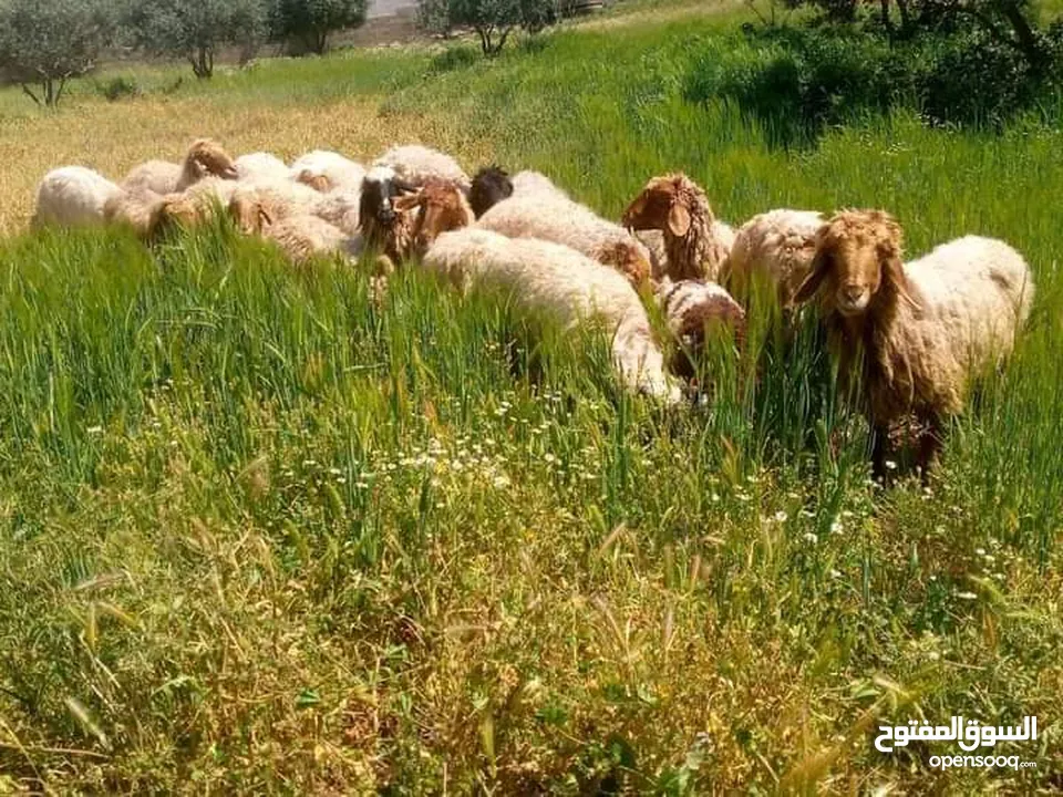 اس راس 140 اوزان 25 كيلو لحم صافي عقائق ونذز ومناسبات واضحيه وخدمة ذبح مجانا