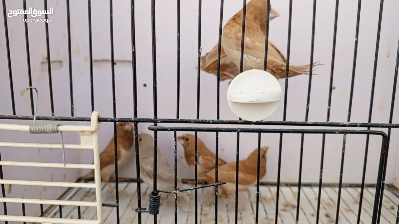 طفرات زيبرا بنغالي