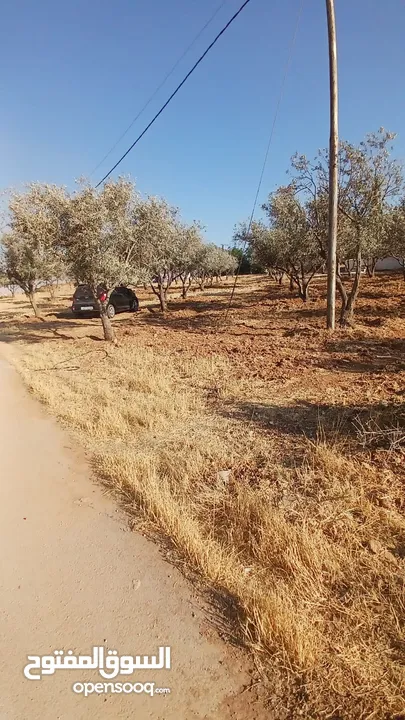 للبيع قطعه ارض 1 دونم الطنيب كافه الخدمات سكن ب